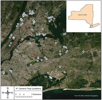 Predictors of Mammalian Diversity in the New York Metropolitan Area